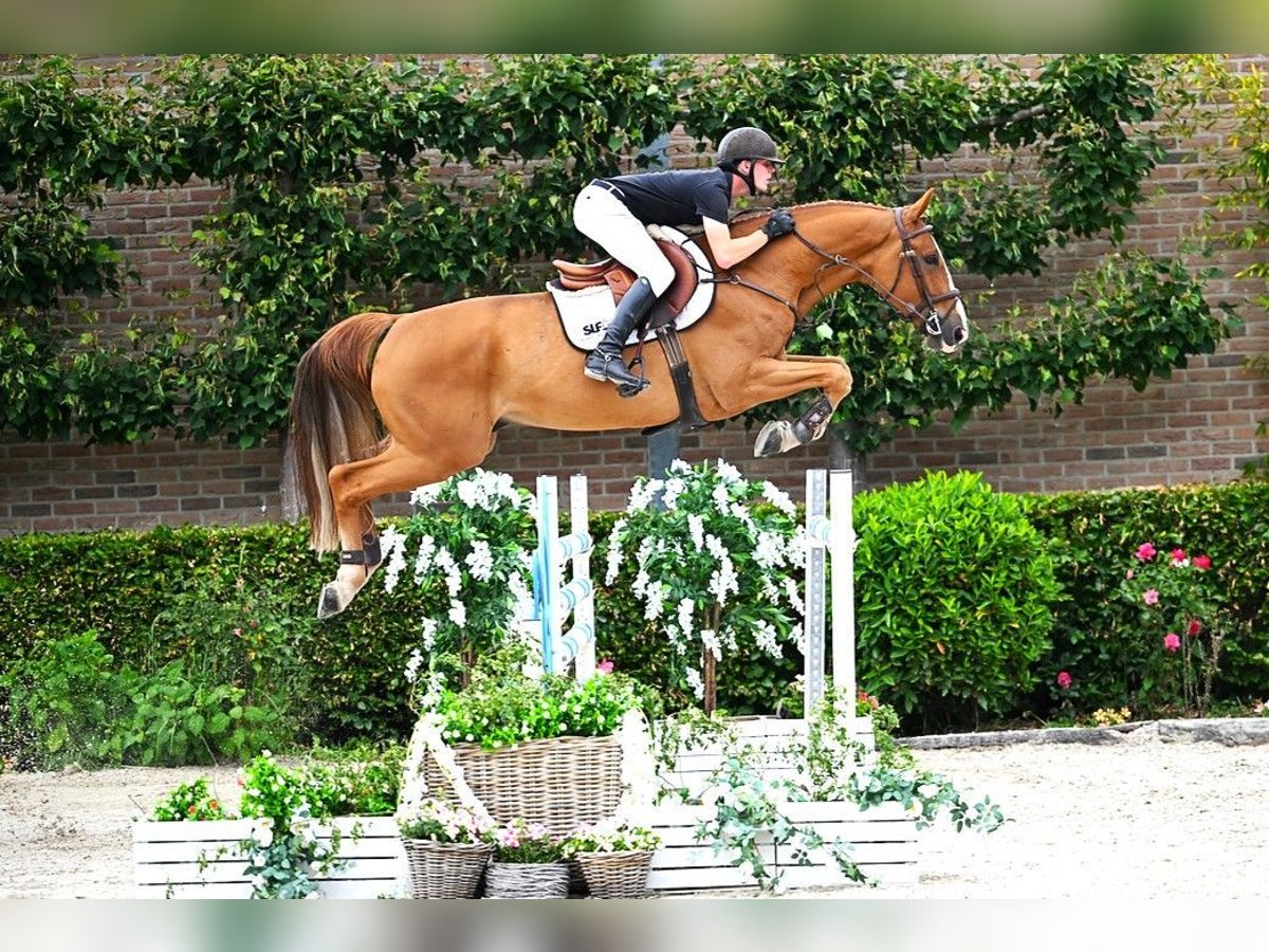 Zangersheider Wallach 6 Jahre 168 cm Fuchs in Bladel
