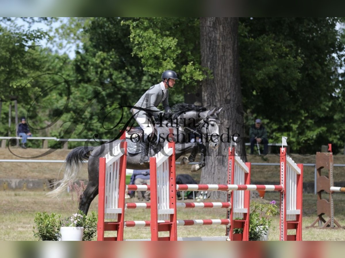 Zangersheider Wallach 6 Jahre 168 cm Rappschimmel in Magdeburg