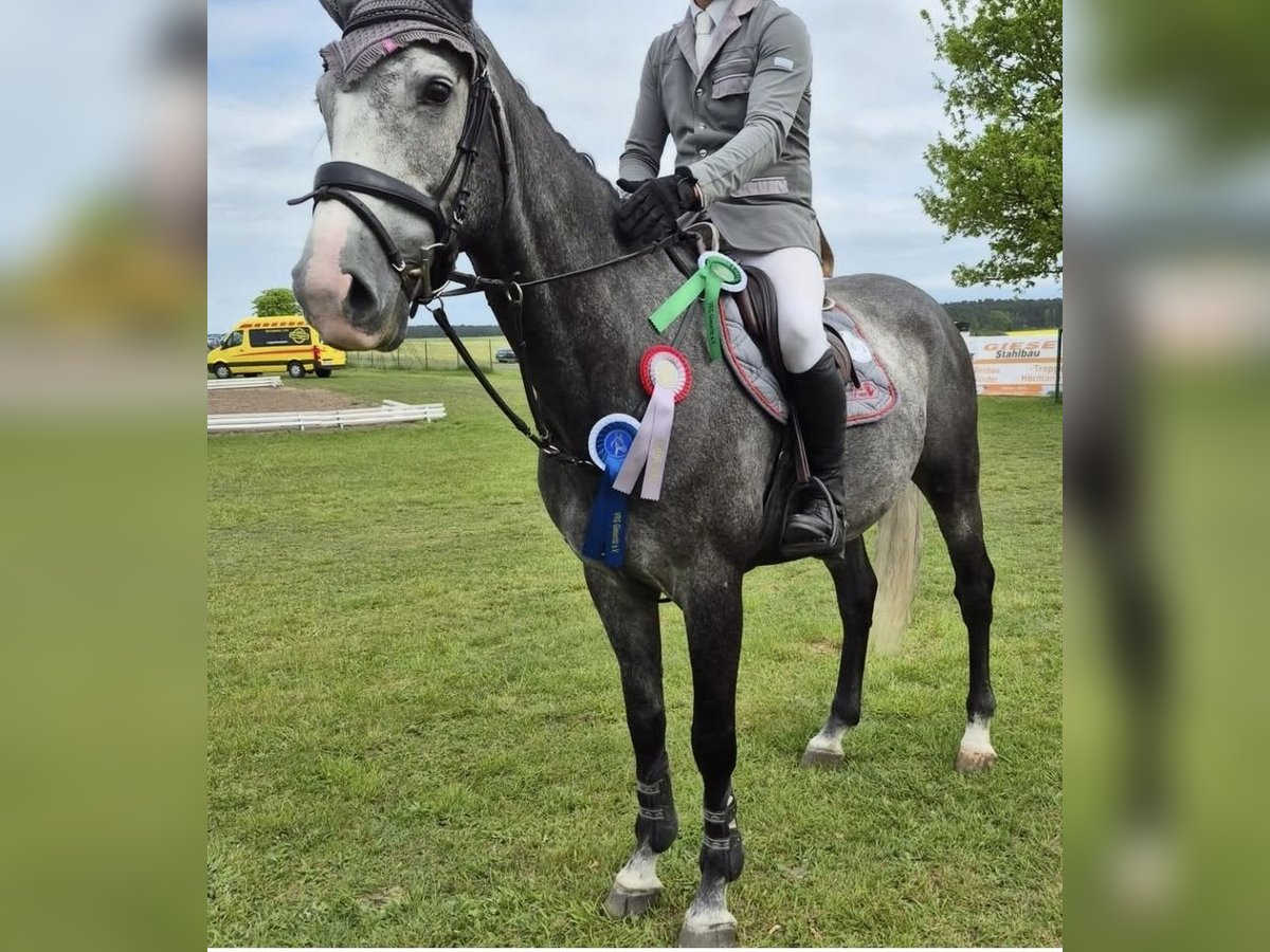 Zangersheider Wallach 6 Jahre 168 cm Rappschimmel in Magdeburg