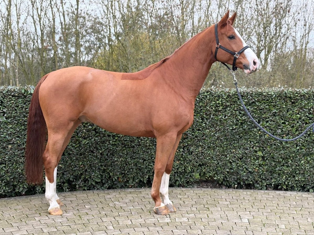 Zangersheider Wallach 6 Jahre 169 cm Fuchs in Wijchmaal