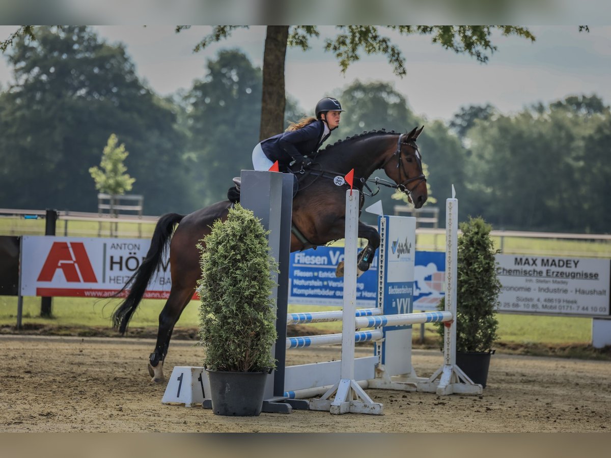 Zangersheider Wallach 6 Jahre 170 cm Schwarzbrauner in Ochtrup