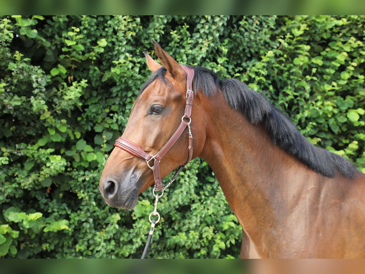 Zangersheider Wallach 6 Jahre 171 cm Brauner in Nettetal