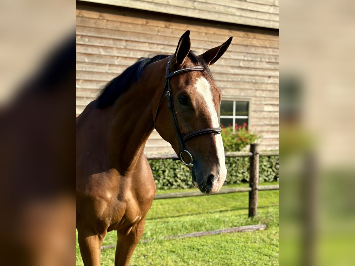 Zangersheider Wallach 6 Jahre 173 cm Brauner in Bladel