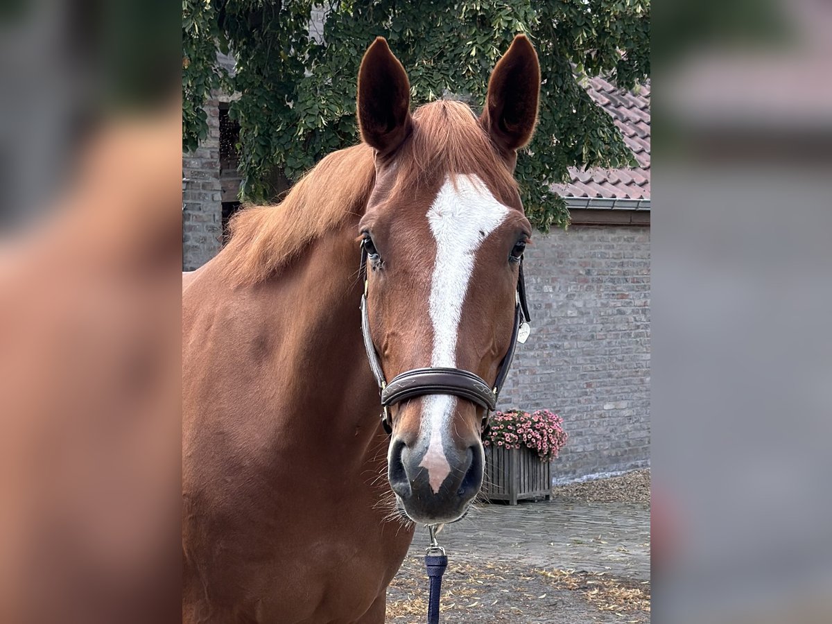 Zangersheider Wallach 6 Jahre 180 cm Fuchs in Hasselt