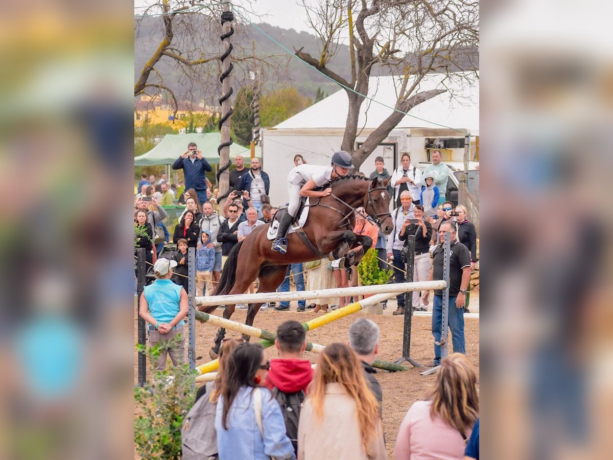 Zangersheider Wallach 7 Jahre 162 cm Brauner in Palma de Mallorca