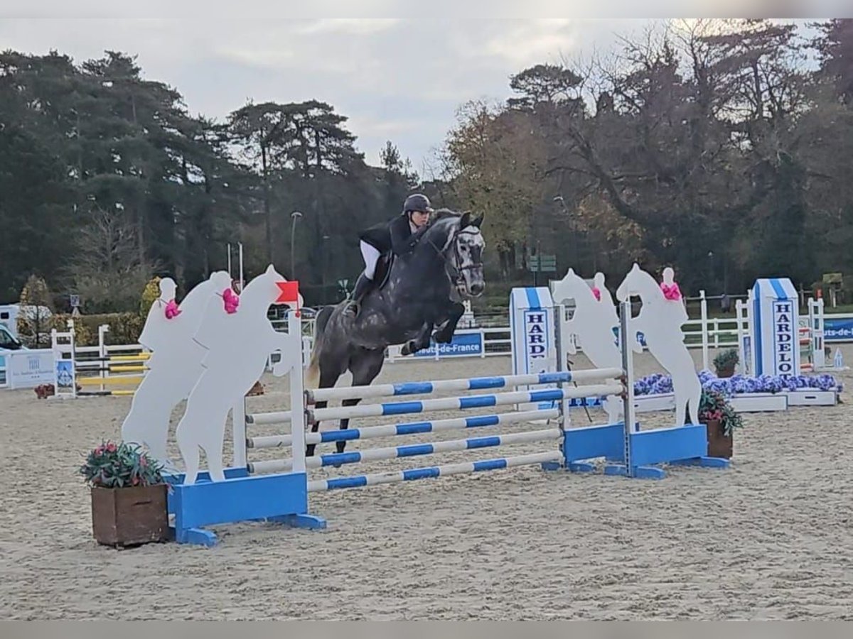Zangersheider Wallach 7 Jahre 165 cm Schimmel in Bois-Guillaume