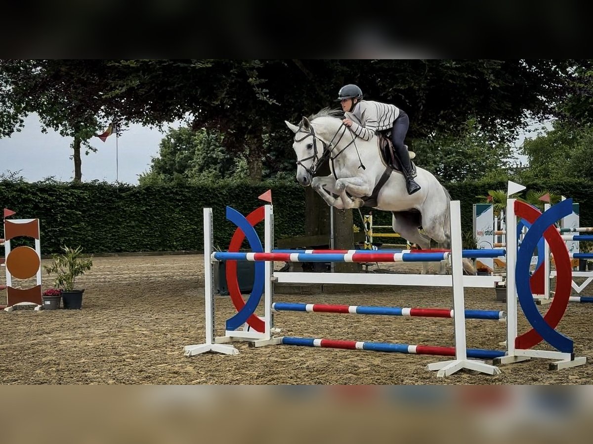 Zangersheider Wallach 7 Jahre 166 cm Apfelschimmel in Koningsbosch