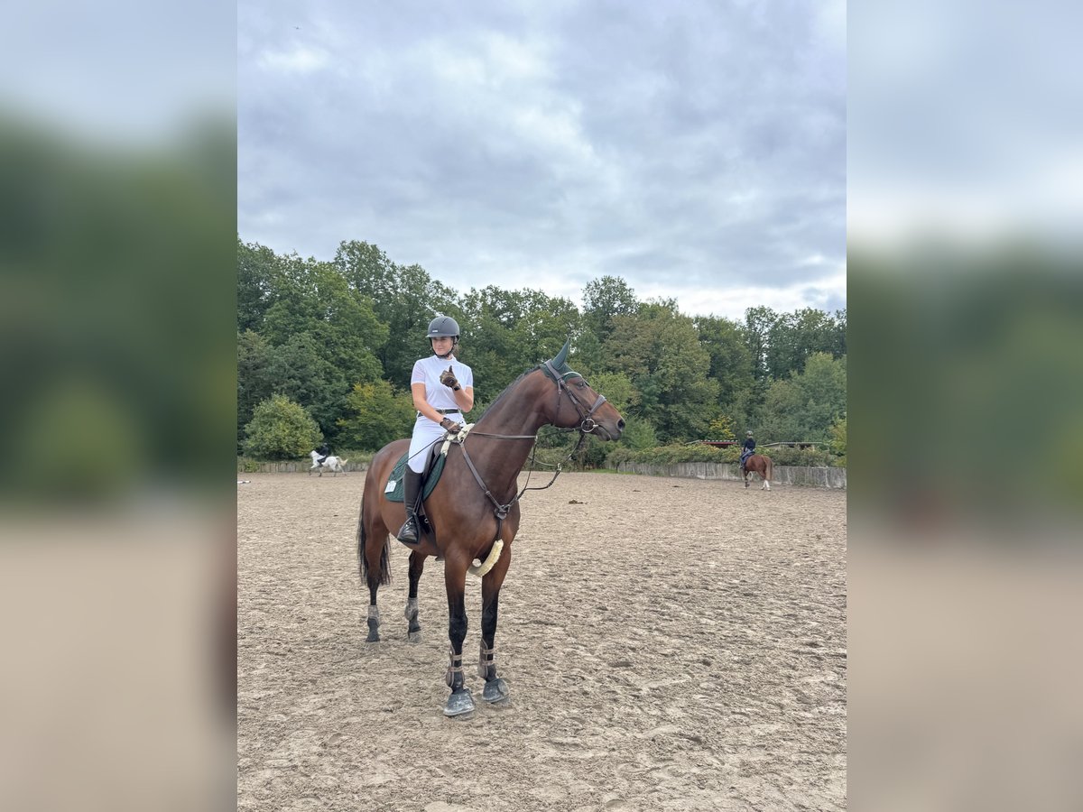 Zangersheider Wallach 7 Jahre 170 cm Brauner in Rh&#xF6;nblick