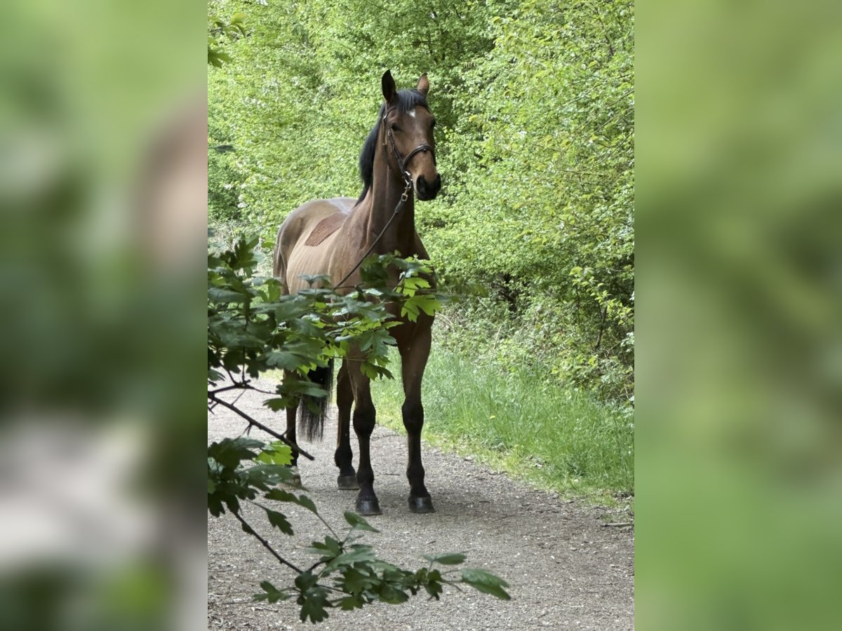 Zangersheider Wallach 7 Jahre 175 cm Brauner in Gangelt