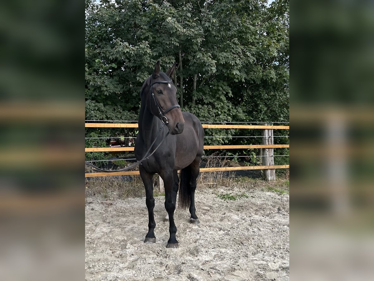 Zangersheider Wallach 7 Jahre 175 cm Schwarzbrauner in Upgant-Schott