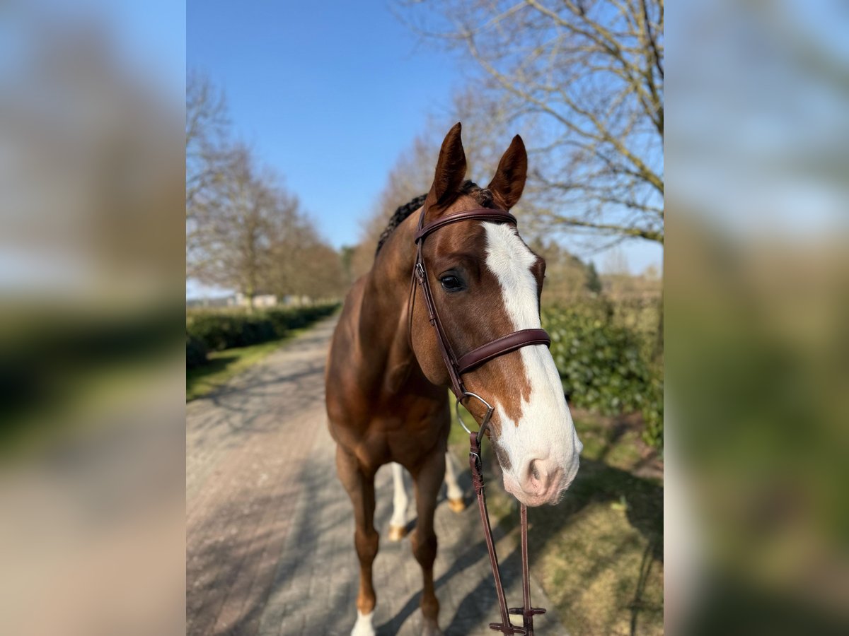 Zangersheider Wallach 7 Jahre Dunkelfuchs in Visbek