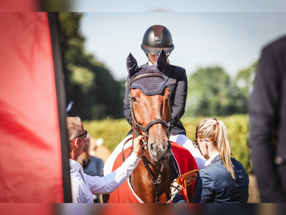 Zangersheider Wallach 8 Jahre 164 cm Brauner in Berlin