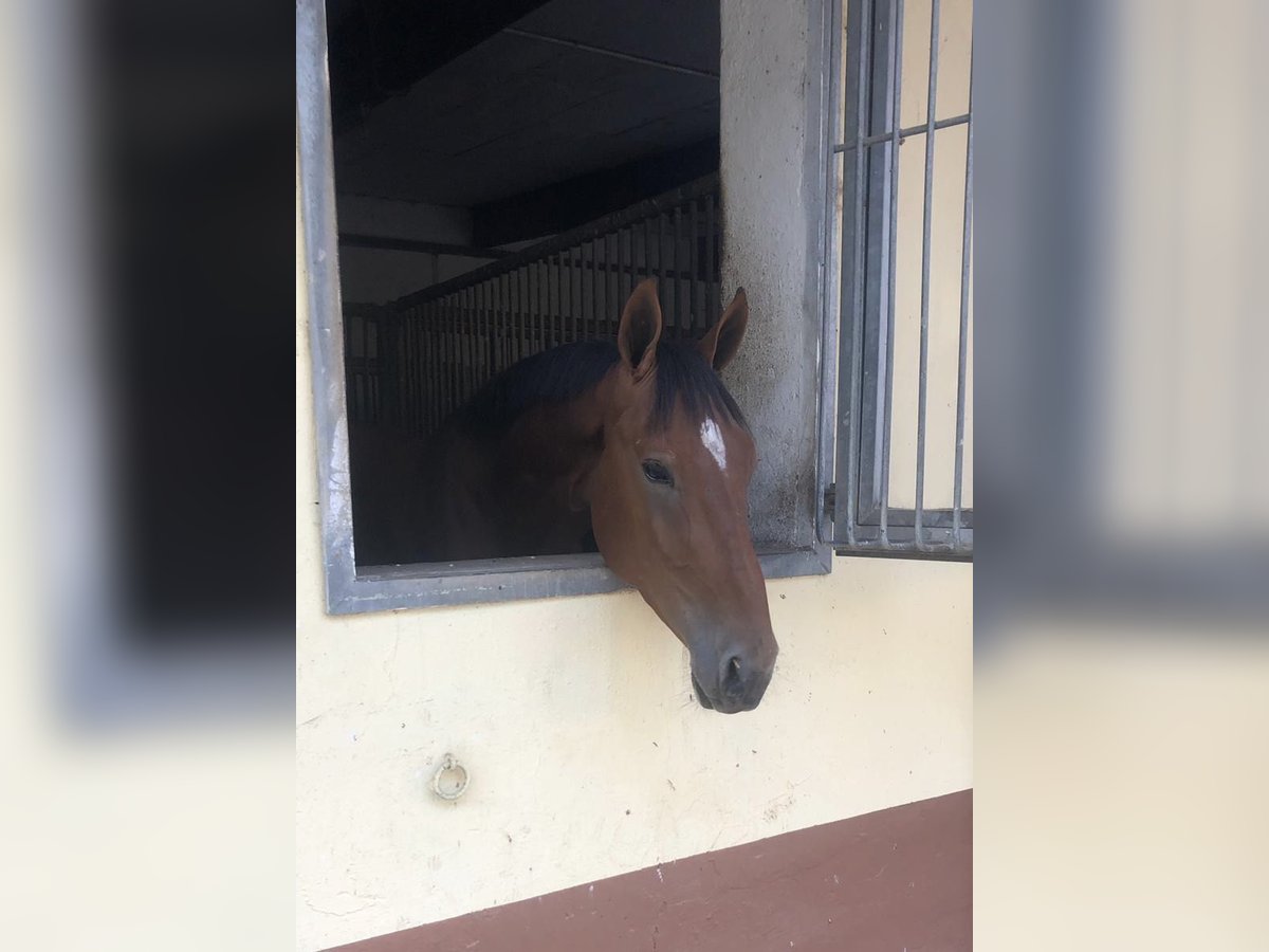 Zangersheider Wallach 8 Jahre 167 cm Brauner in Großostheim