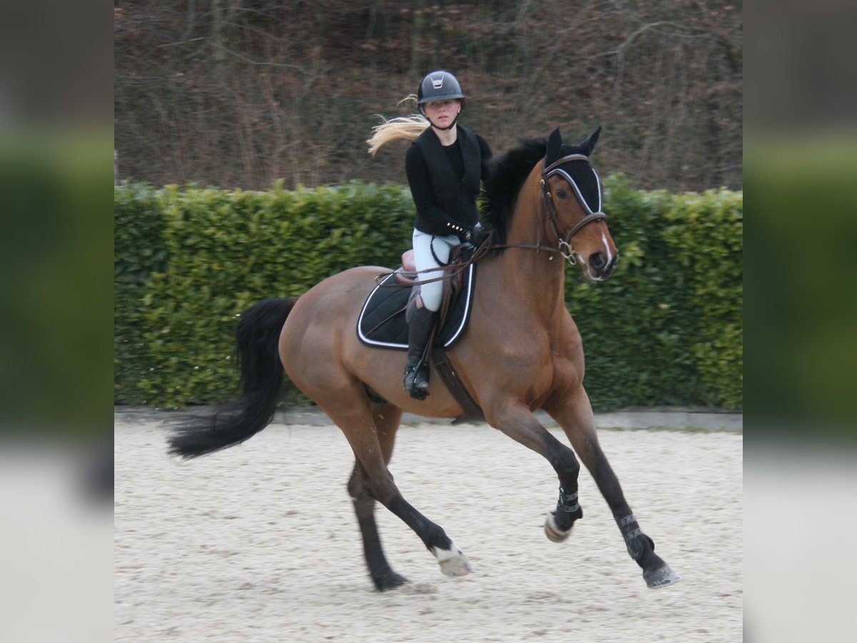 Zangersheider Wallach 8 Jahre 170 cm Brauner in Lausanne