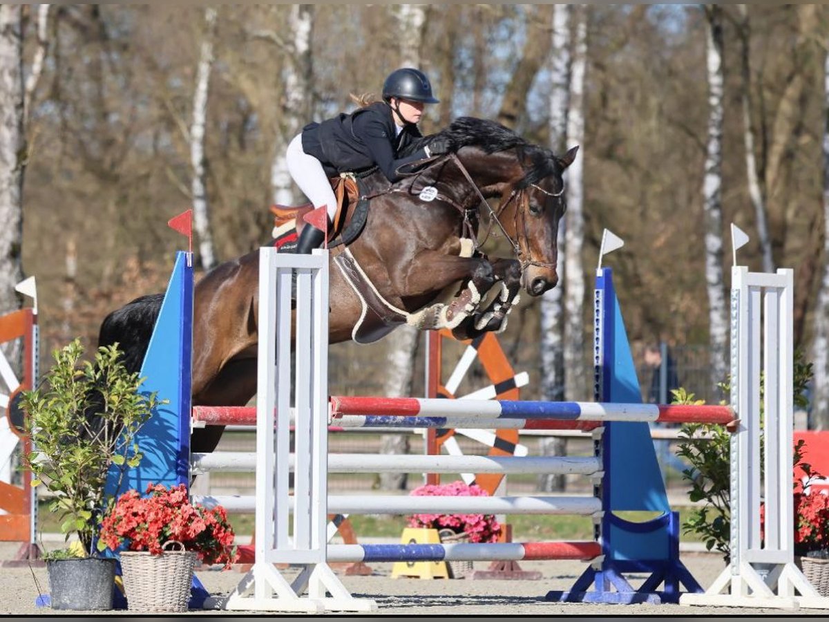 Zangersheider Wallach 8 Jahre 172 cm Dunkelbrauner in Zeven