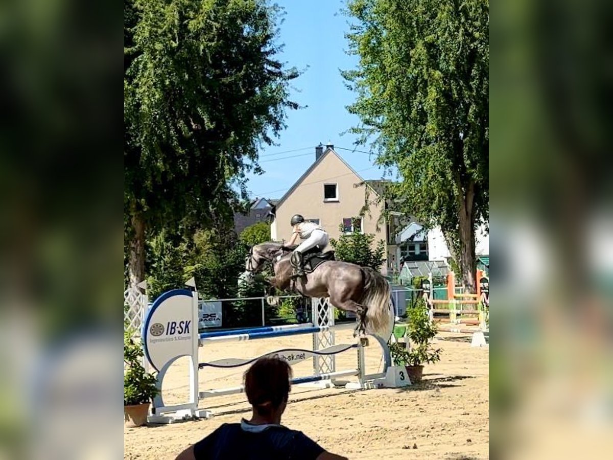 Zangersheider Wallach 8 Jahre 173 cm Schimmel in Heistenbach