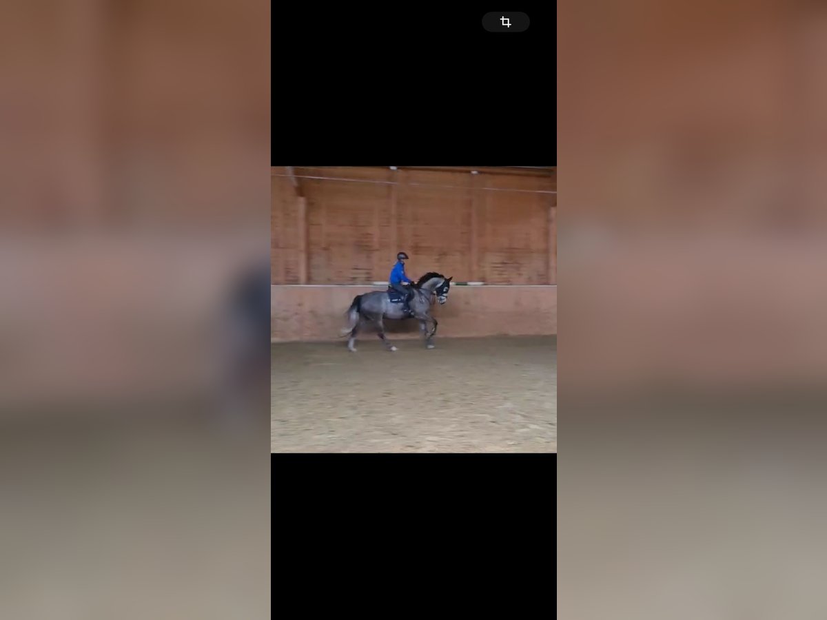 Zangersheider Wallach 8 Jahre 173 cm Schimmel in Heistenbach