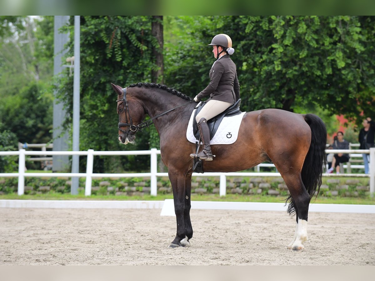Zangersheider Wallach 8 Jahre 178 cm Brauner in Mansuè