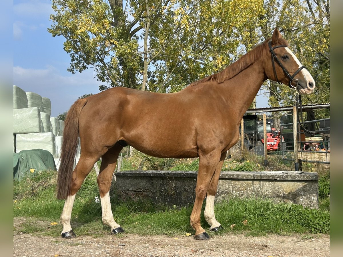 Zangersheider Wallach 9 Jahre 158 cm Fuchs in Denderhoutem
