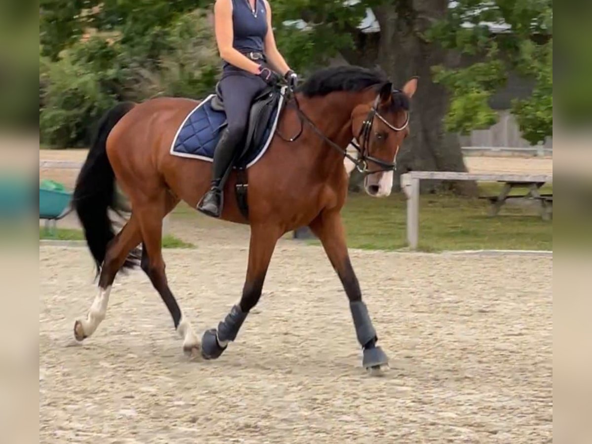 Zangersheider Wallach 9 Jahre 167 cm Brauner in Kiel