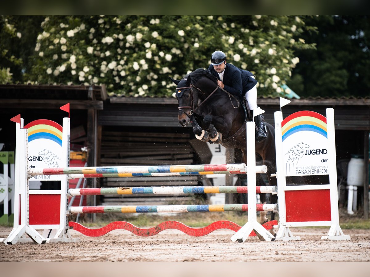 Zangersheider Wallach 9 Jahre 168 cm Dunkelbrauner in Erzhausen