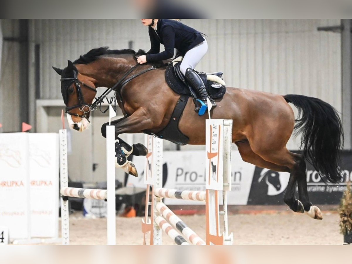 Zangersheider Wallach 9 Jahre 168 cm Rotbrauner in Warshaw