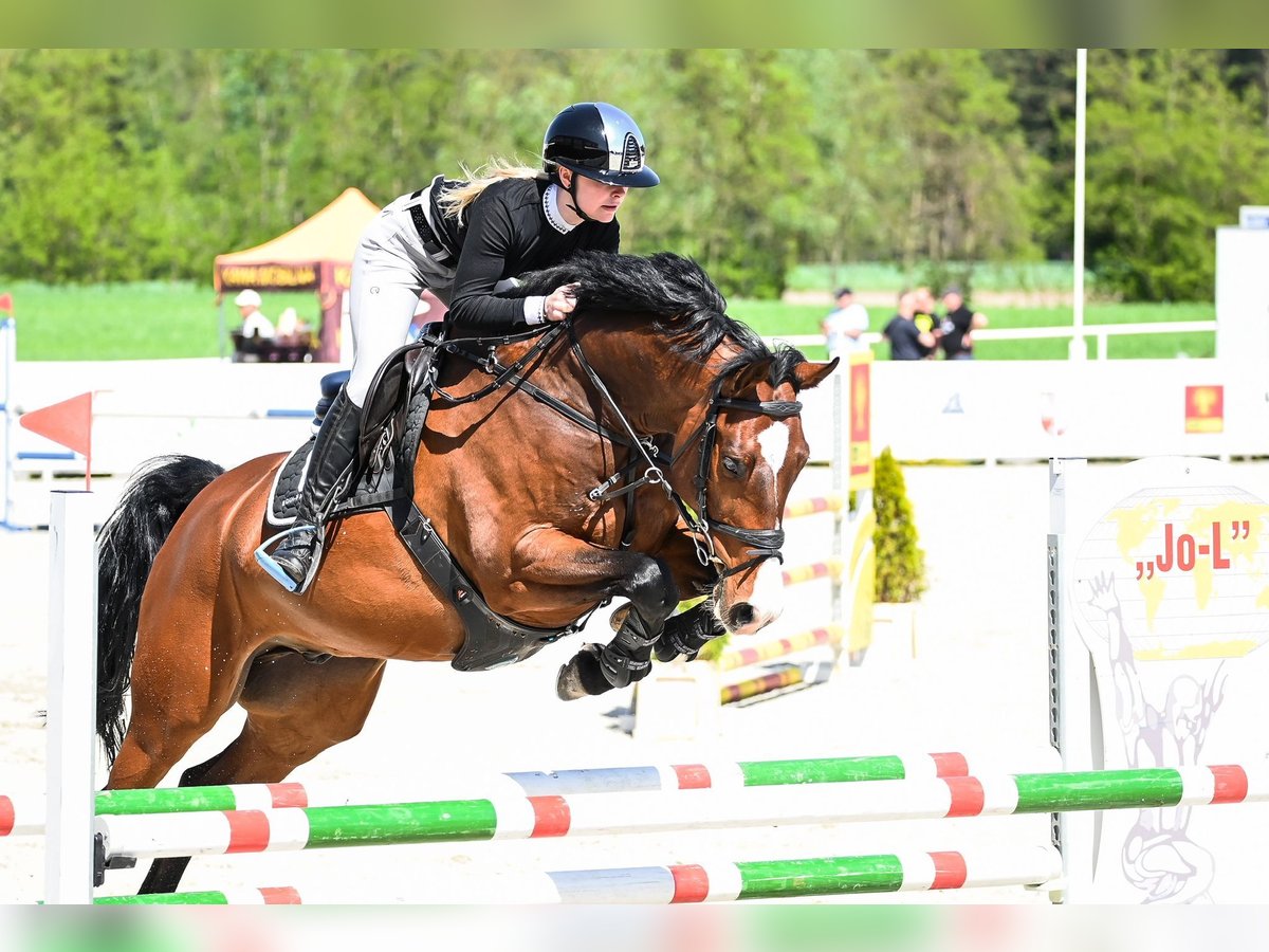 Zangersheider Wallach 9 Jahre 169 cm Rotbrauner in SzczytnikiK&#xF3;rnik