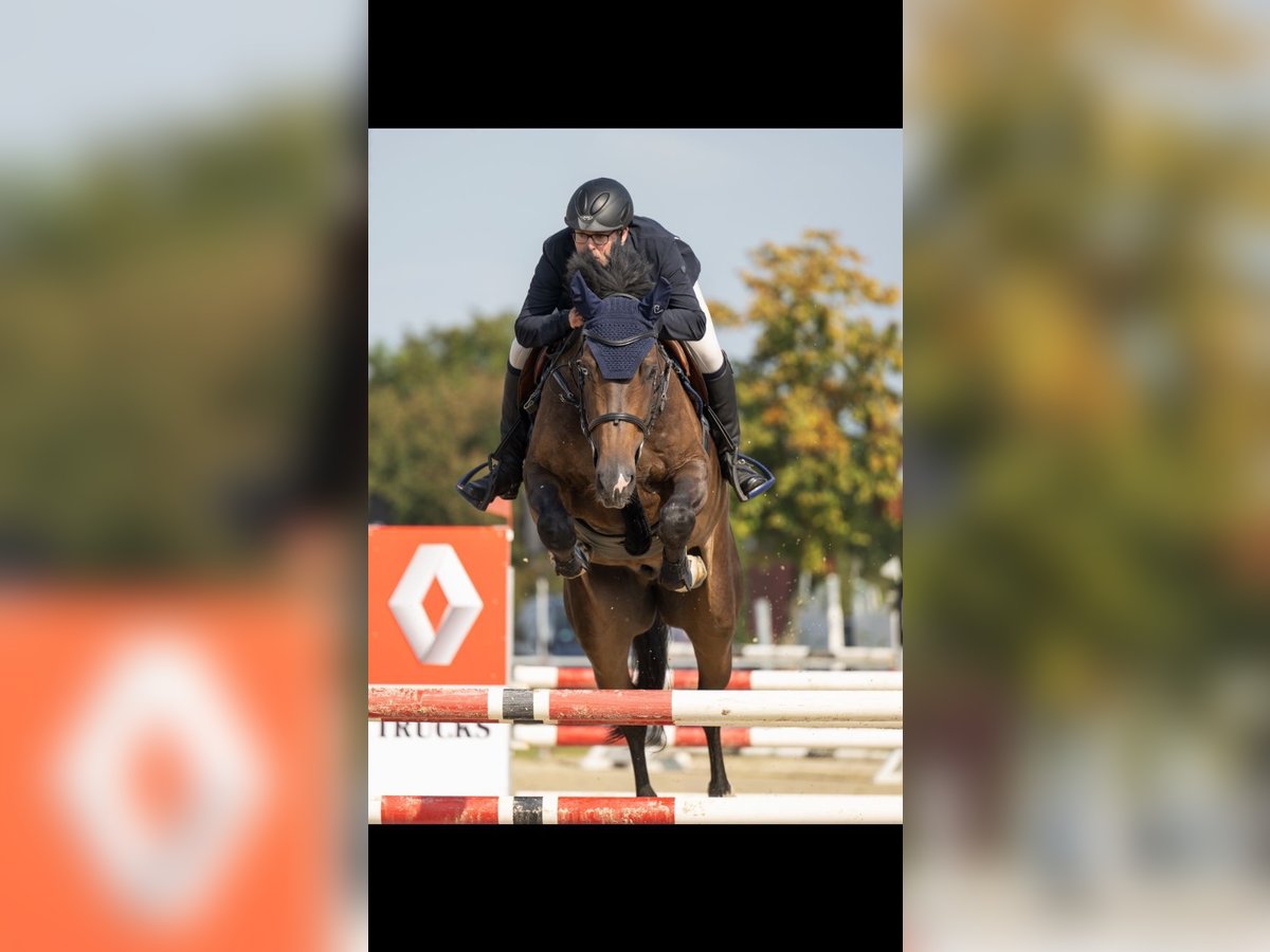 Zangersheider Wallach 9 Jahre 173 cm Dunkelbrauner in Waldfeucht