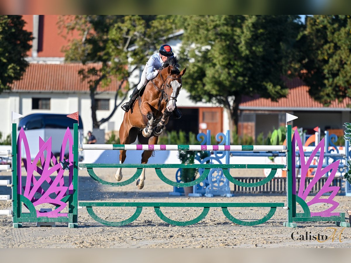 Zangersheider Wallach 9 Jahre 177 cm Rotbrauner in Maribor