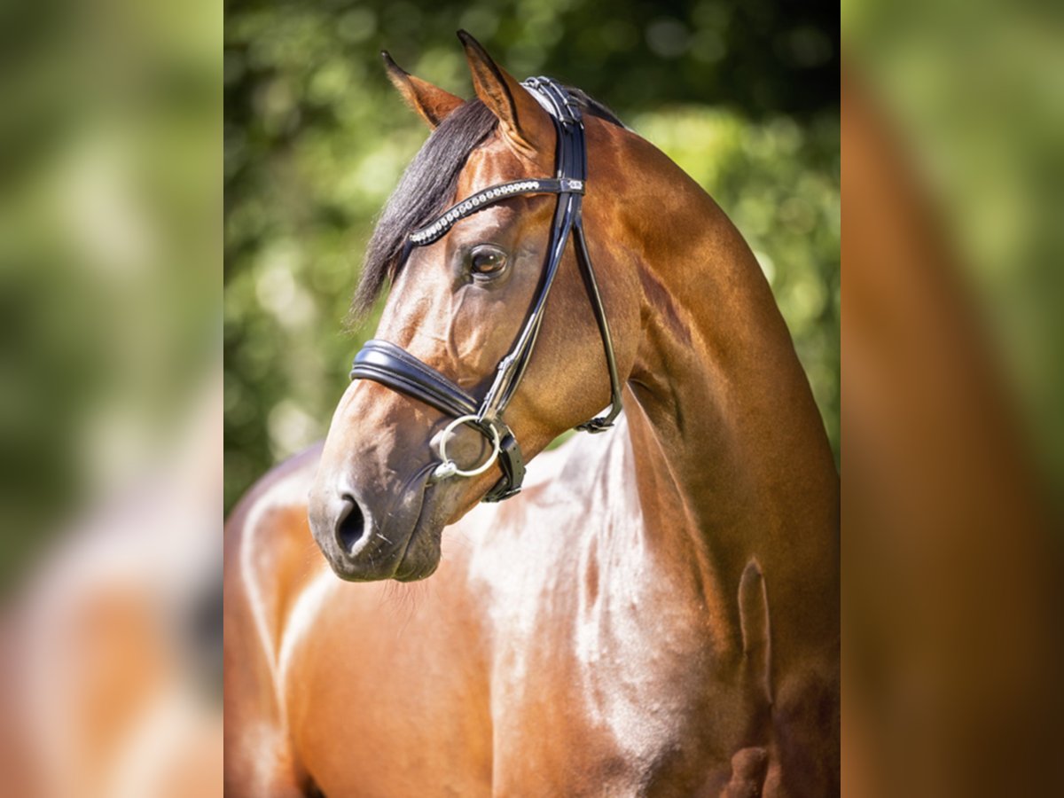 Zinedream Westphalian Stallion in Werder