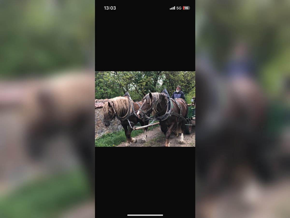 Zuidduits Koudbloed Hengst 11 Jaar 170 cm Donkere-vos in Prichsenstadt