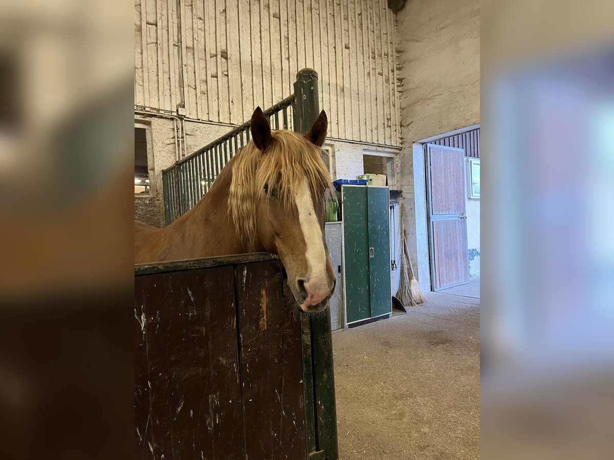 Zuidduits Koudbloed Merrie 11 Jaar 162 cm Vos in Pfullendorf