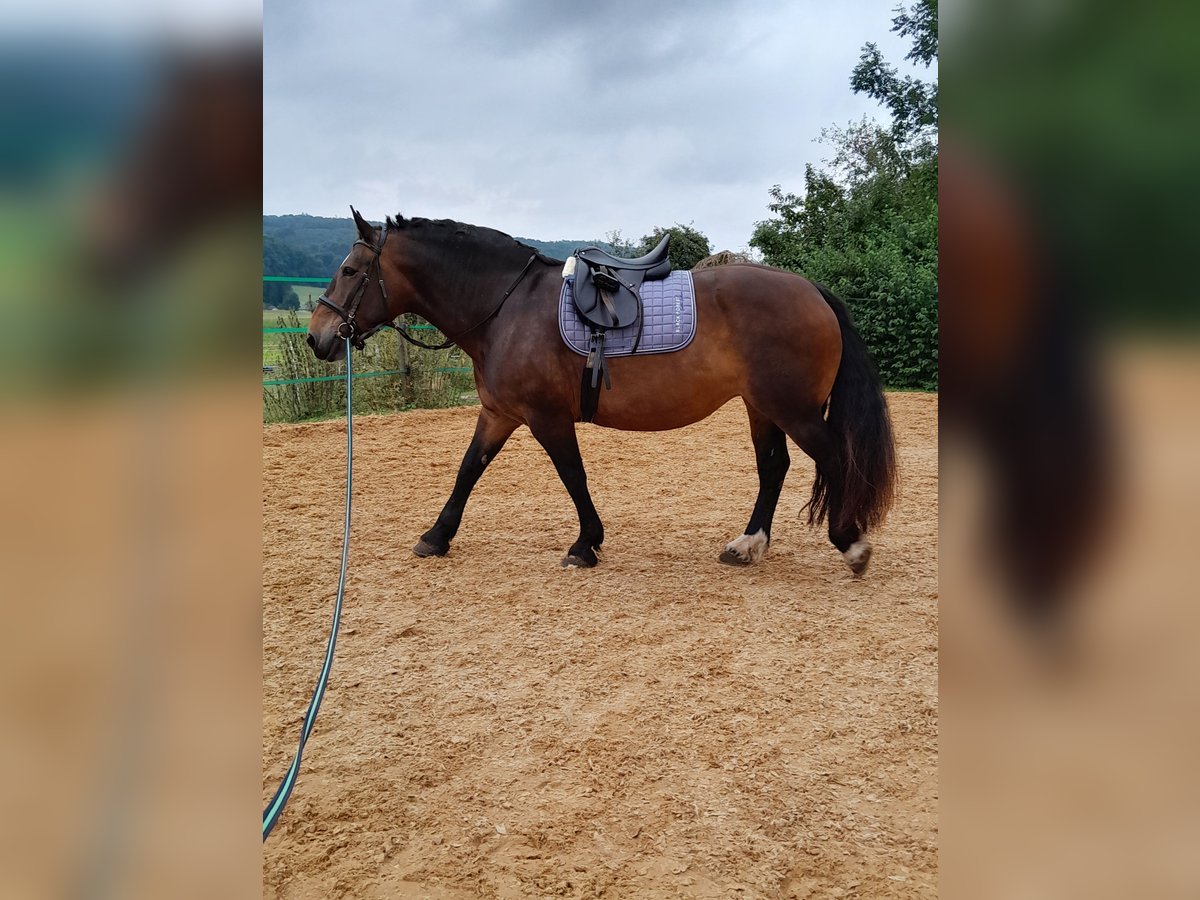 Zuidduits Koudbloed Merrie 11 Jaar 163 cm Donkerbruin in Dischingen