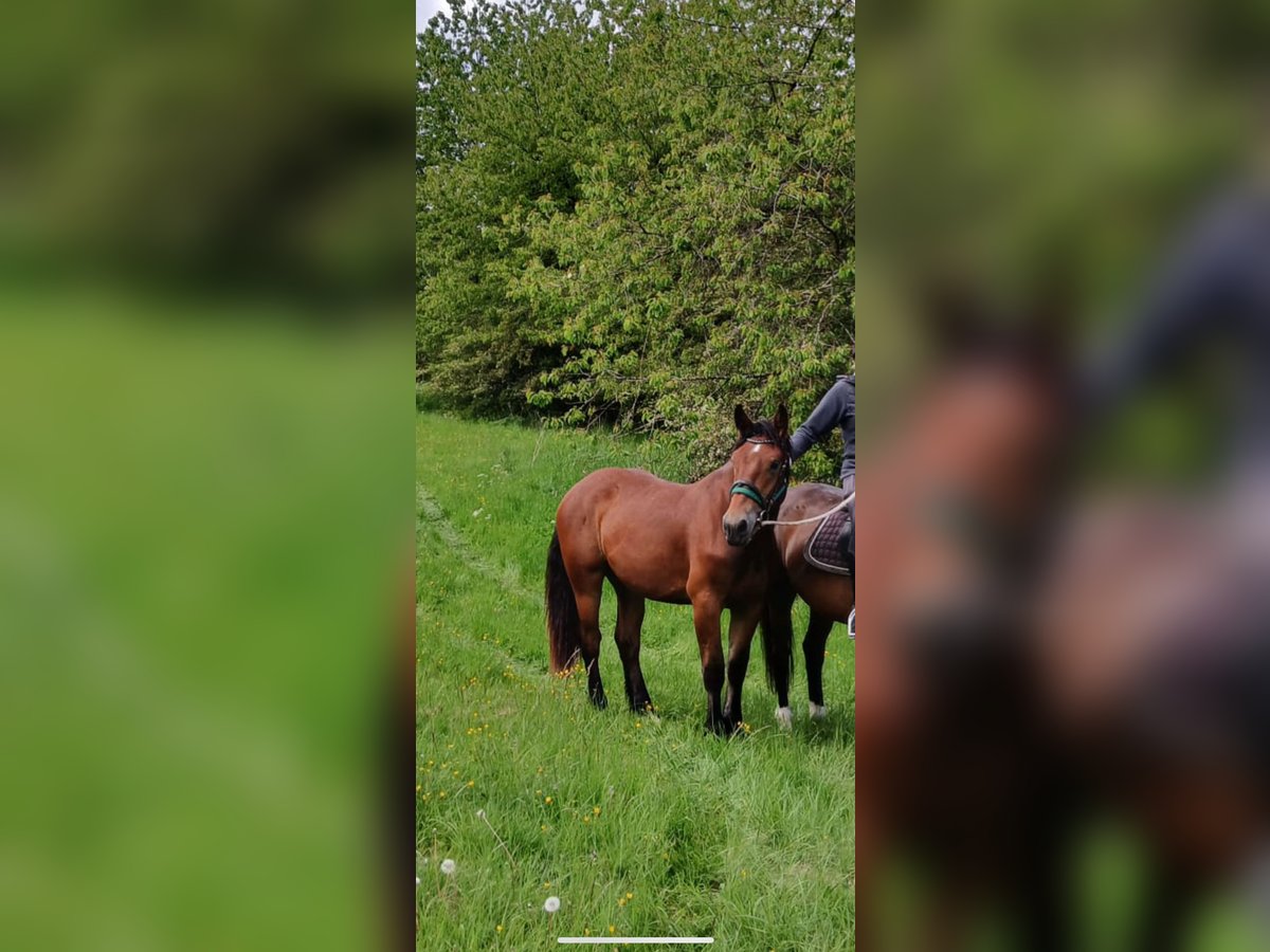Zuidduits Koudbloed Ruin 2 Jaar 170 cm Bruin in Wasungen Ortsteil Hümpfershausen Zuidduits Koudbloed Ruin 2 Jaar 170 cm Bruin in Wasungen Ortsteil Hümpfershausen