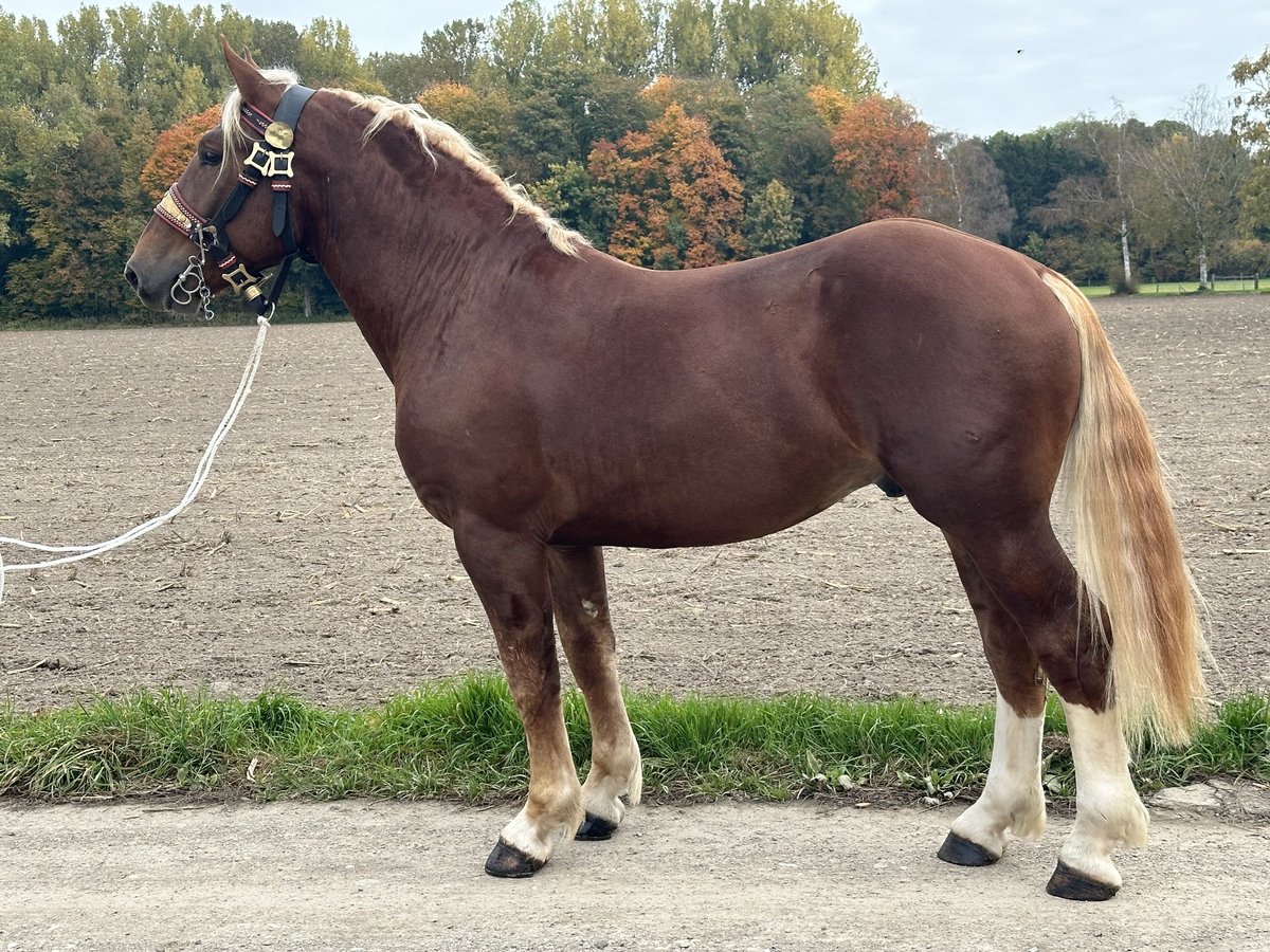 Zuidduits Koudbloed Ruin 3 Jaar 164 cm Donkere-vos in Riedlingen