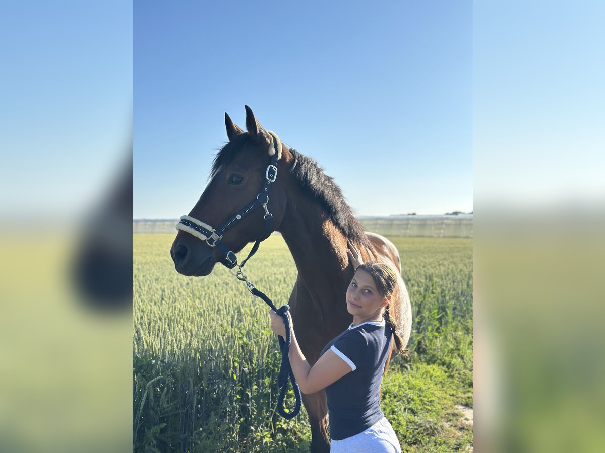 Zuverlässige Reitbeteiligung gesucht
