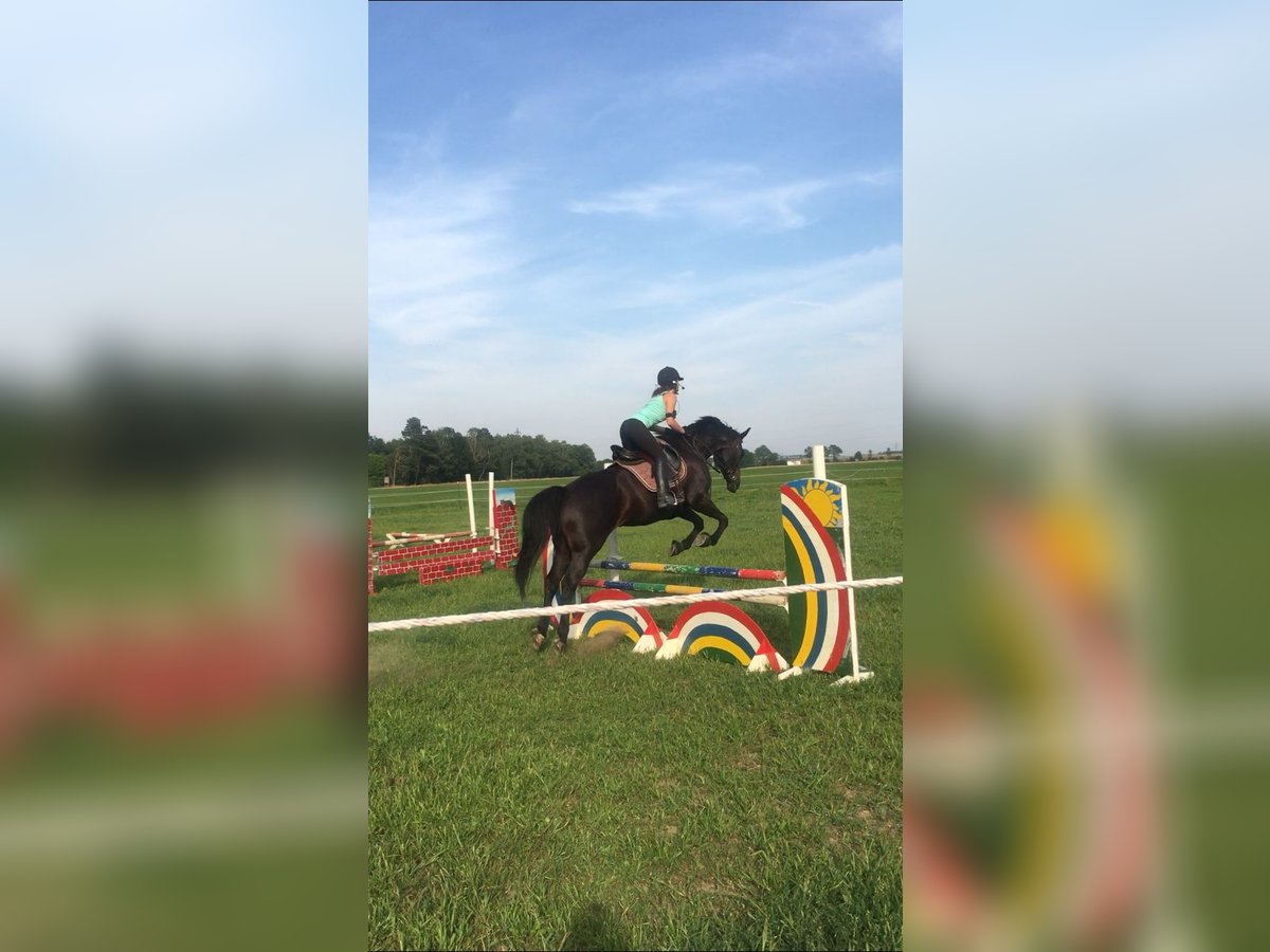 Zuverlässige Reitbeteiligung sucht Herzenspferd 