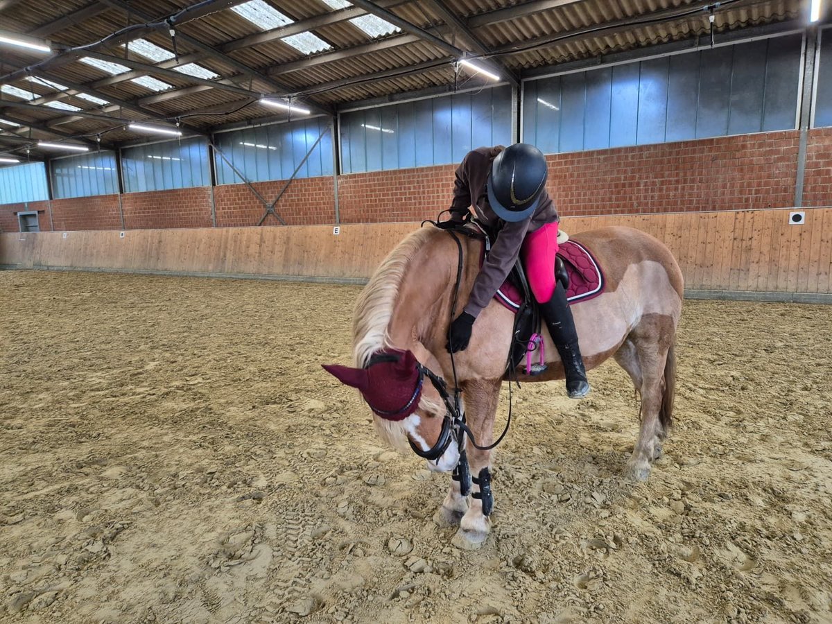 Zuverlässige Reitbeteiligung sucht Pferd 
