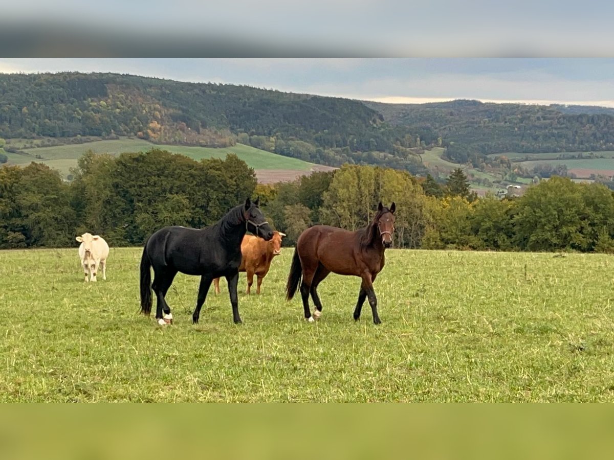 Zwaar warmbloed Hengst 2 Jaar 158 cm Zwartbruin in Geismar