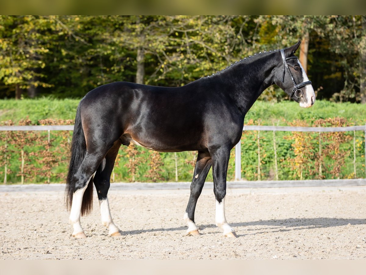 Zwaar warmbloed Hengst 2 Jaar Zwartbruin in Moritzburg