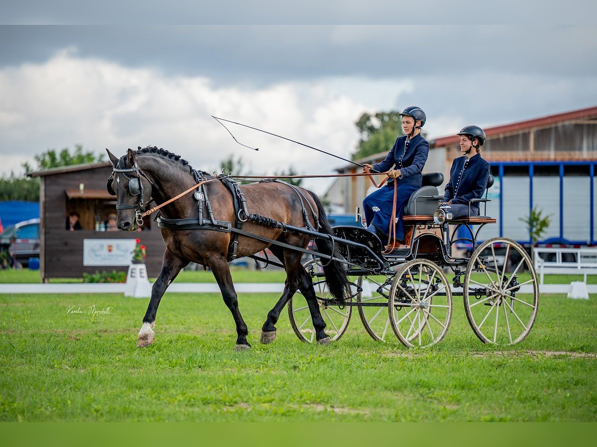 Zwaar warmbloed Hengst 6 Jaar 163 cm Zwartbruin in Rutha