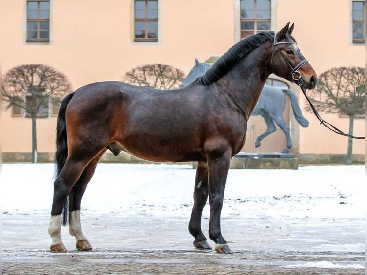 Zwaar warmbloed Hengst Bruin in Bernstadt