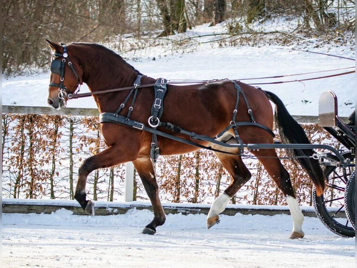 Zwaar warmbloed Hengst Bruin in Noschkowitz