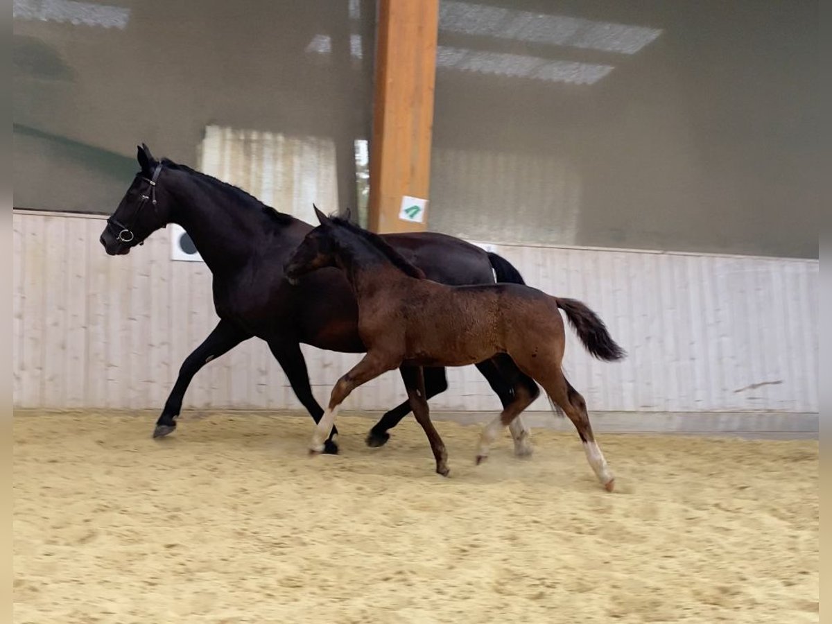 Zwaar warmbloed Hengst veulen (04/2024) 165 cm Zwart in Ascheberg