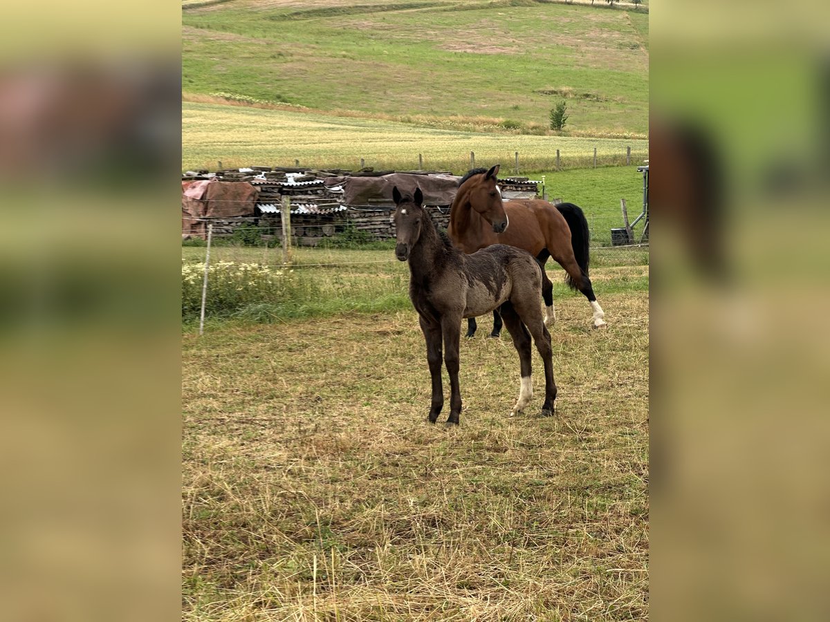 Zwaar warmbloed Hengst  Zwart in Wendehausen