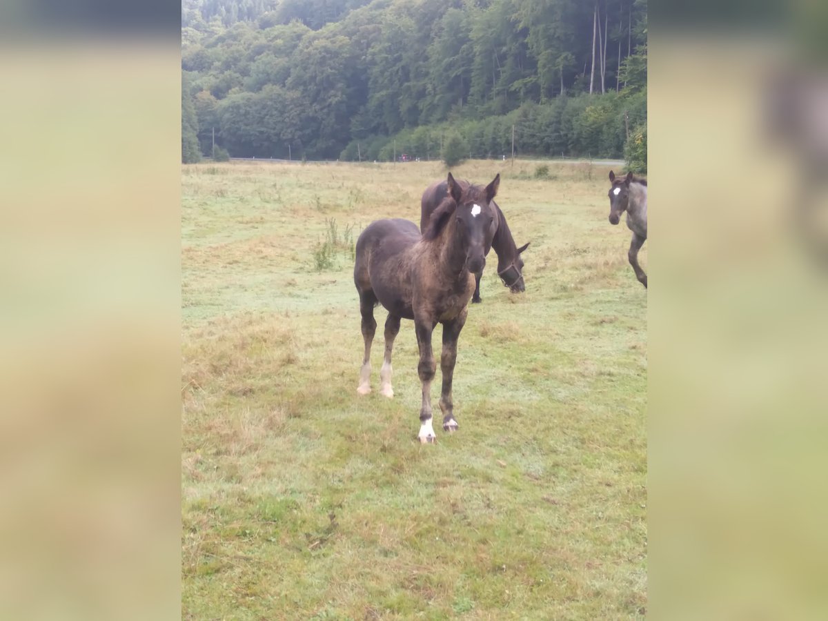 Zwaar warmbloed Hengst Veulen (05/2025) Zwart in Geratal /OT Gr&#xE4;fenroda