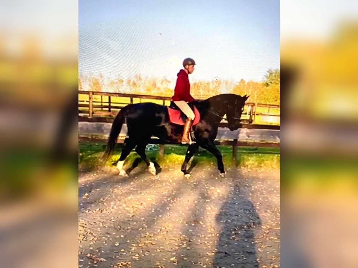 Zwaar warmbloed Merrie 13 Jaar 168 cm Zwart in Aalestrup