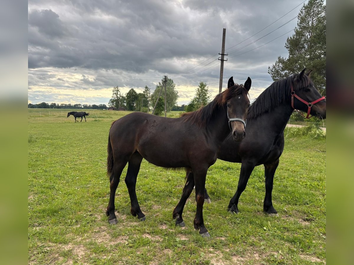 Zwaar warmbloed Merrie 1 Jaar Zwart in &#x160;akiai
