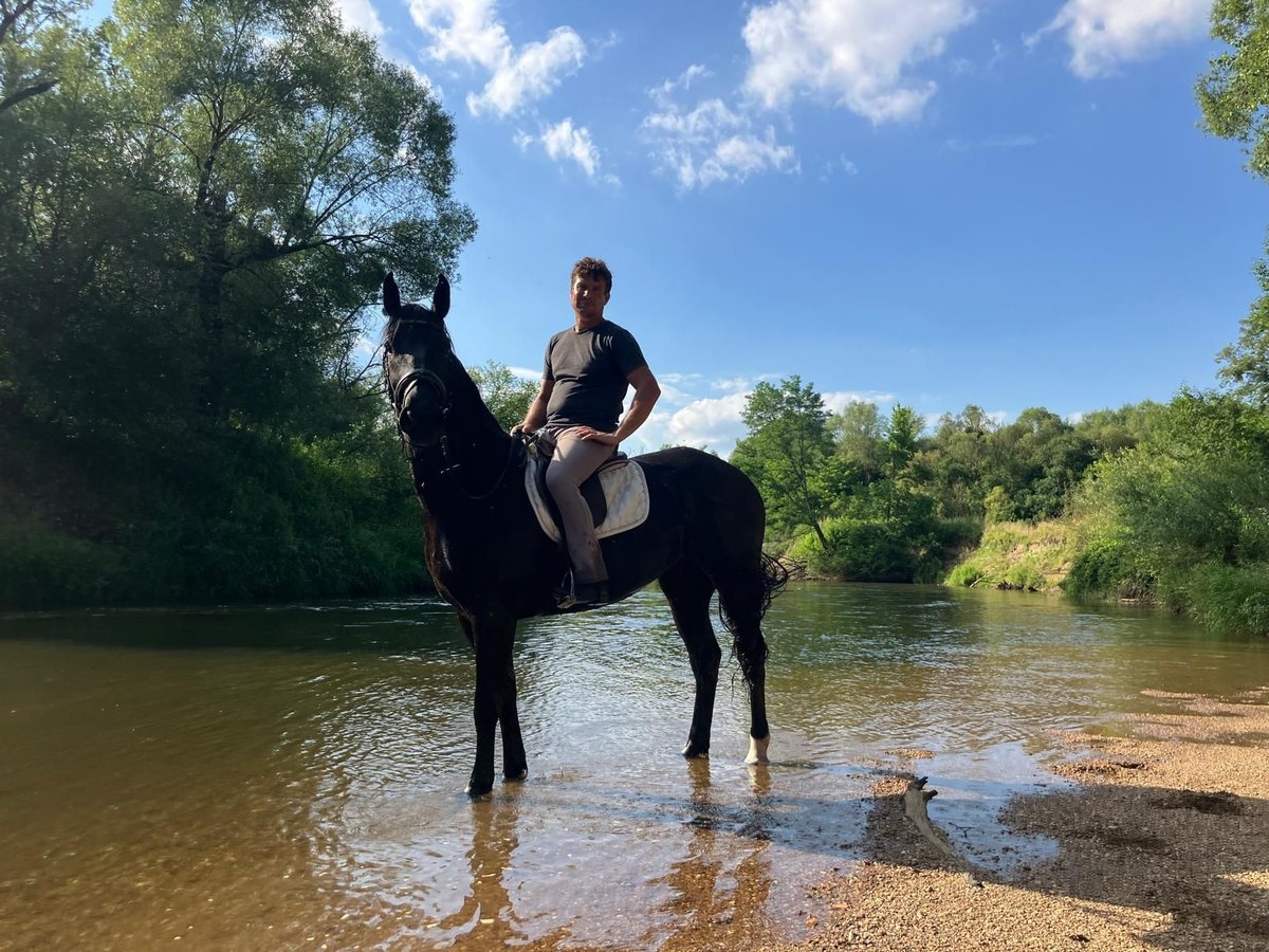 Zwaar warmbloed Merrie 3 Jaar 160 cm Zwart in G&#xF6;rlitz