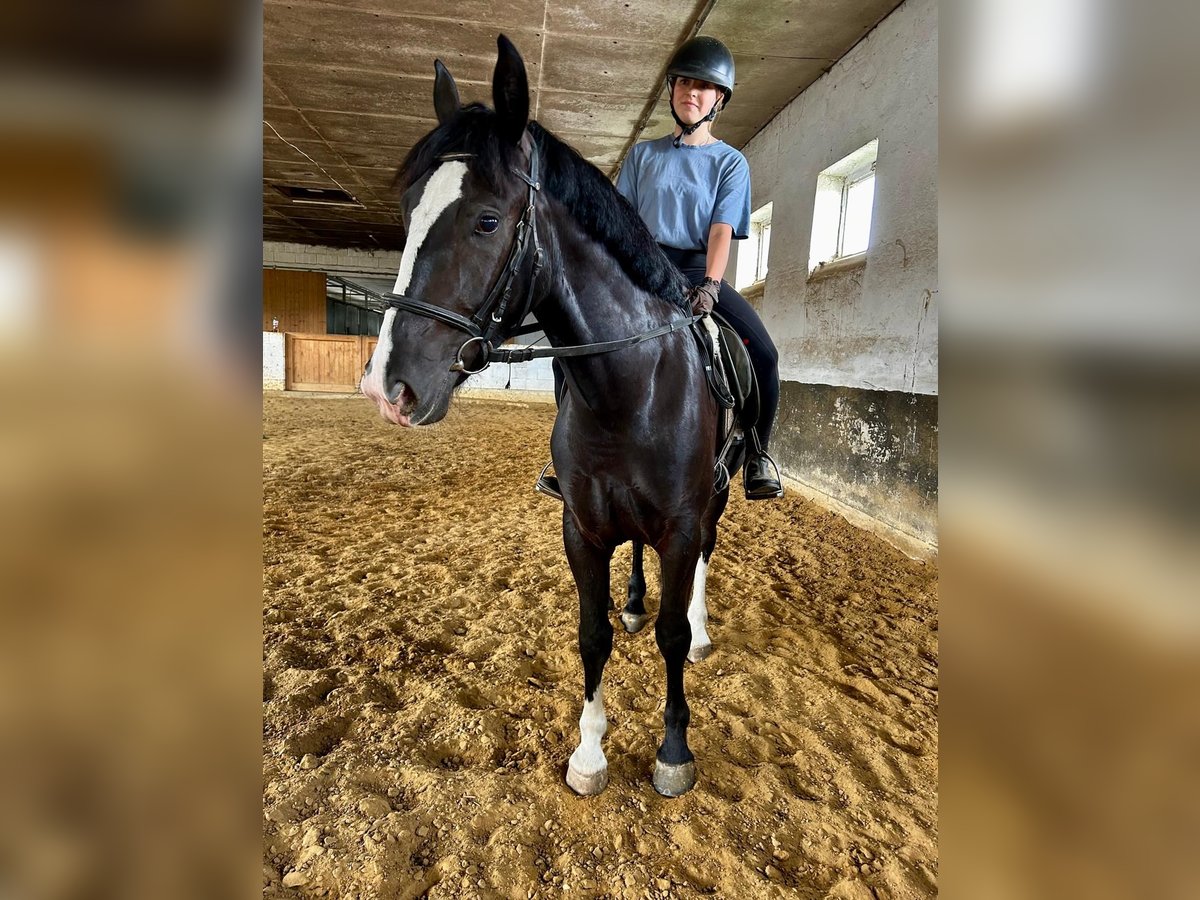Zwaar warmbloed Merrie 4 Jaar 160 cm Zwart in G&#xF6;rzke